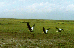 22 - Large birds near Carmen