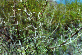 10 - Thorns of a thorny bush at Los Leones