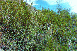 11 - Thorny bushes at Los Leones