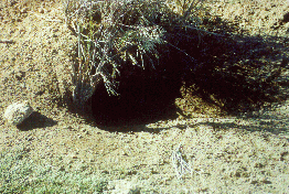 22 - Vizcacha hole near Flavia